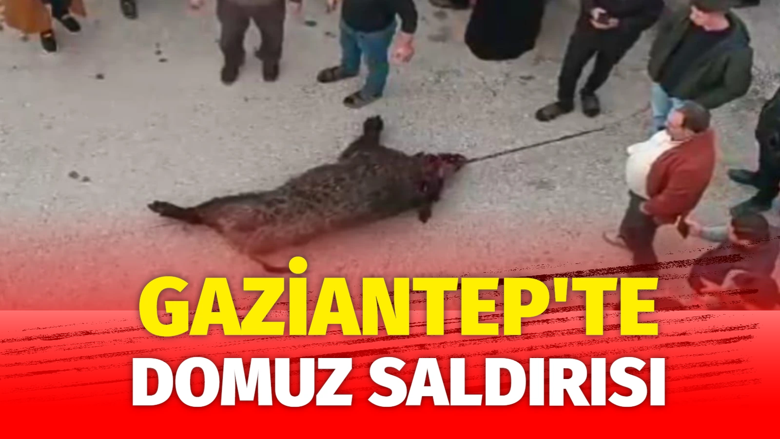 domuz saldirisi