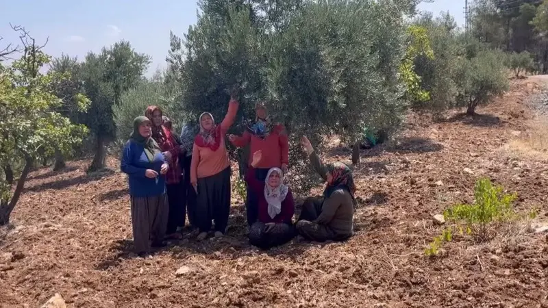 50 Yıllık Zeytinlikler 7 Ev İçin Kesilecek: Köylüler Hem Doğaya Hem Hakkına Sahip Çıkıyor Gaziantep’in İslahiye ilçesine bağlı Ağabey Mahallesi’nde, depremzede 7 hak sahibine