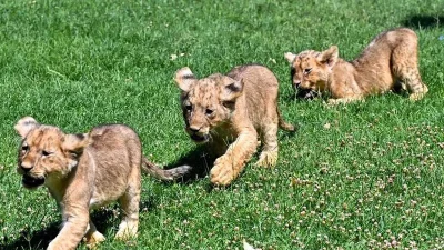 Cumhurbaşkanı Erdoğan’ın Gaziantep’e emanet ettiği anne aslan yavruladı. Gaziantep Doğal