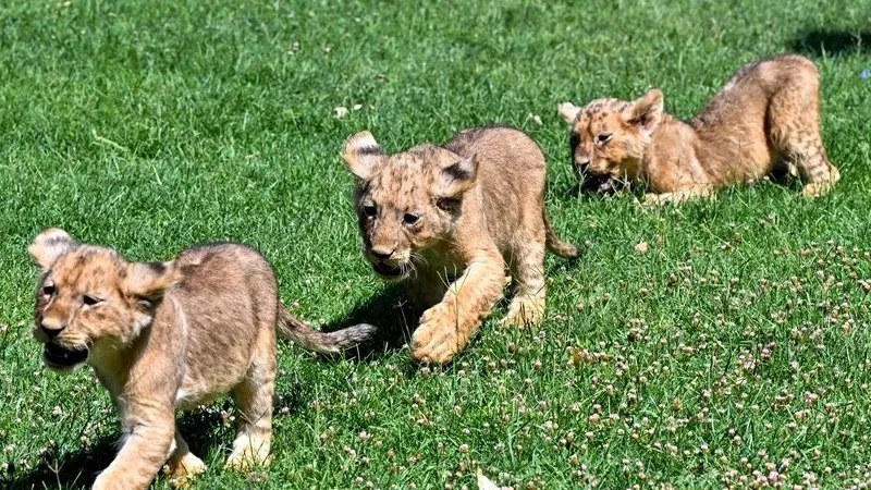 Cumhurbaşkanı Erdoğan’ın Gaziantep’e emanet ettiği anne aslan yavruladı. Gaziantep Doğal