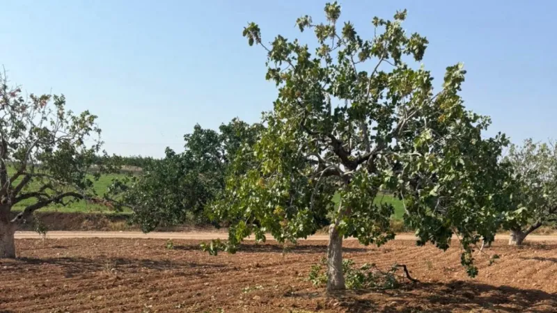 Karkamış’ta Fıstık Hırsızları İş Başında: Kepirler Mahallesi’nde Üretici Tedirgin Gaziantep’in Karkamış ilçesine bağlı Kepirler Mahallesi’nde fıstık hasadı yaklaşırken, hırsızlık