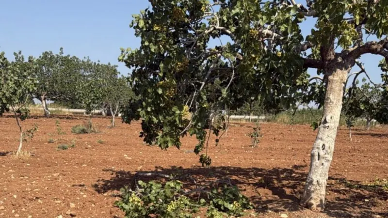 Karkamış’ta Fıstık Hırsızları İş Başında: Kepirler Mahallesi’nde Üretici Tedirgin 1 Karkamis’ta Fistik Hirsizligi