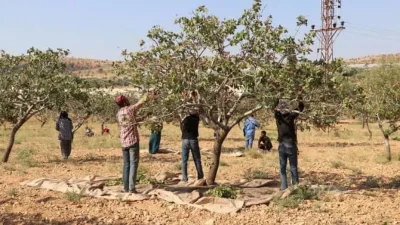 Nizip Ziraat Odası'nda alınan kararla Antep fıstığı devlüsü ve işçi