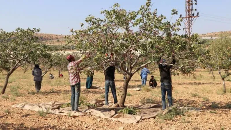 Nizip Ziraat Odası Fıstık İşçisi Yevmiyesini Açıkladı: Günlük 1100 TL! Nizip Ziraat Odası'nda alınan kararla Antep fıstığı devlüsü ve işçi