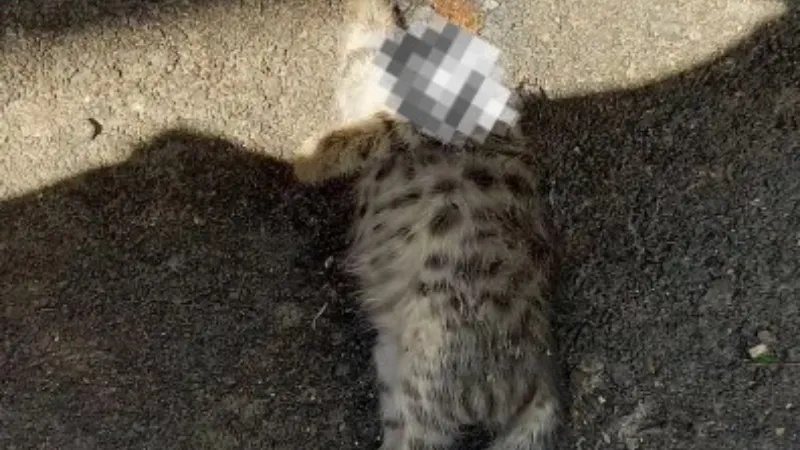 Üçoklar Mahallesi’nde Kedi Dehşeti: Yavru Kedilere İşkence ve Ölüm Tehdidi! Gaziantep’in Üçoklar Mahallesi’nde bir vatandaşın beslediği kedilere yönelik vahşet iddiası