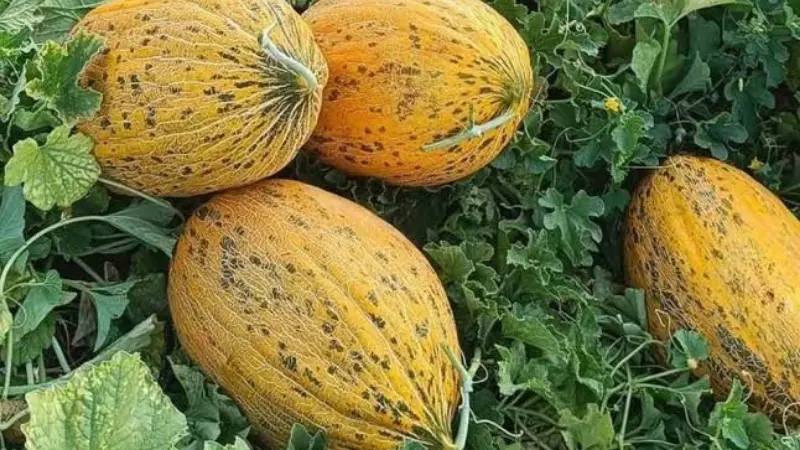 Araban Ovası’nda Kavun Hasadı Başladı Gaziantep’in Araban Ovası’nda halk arasında “Araban baklavası” olarak bilinen aromalı
