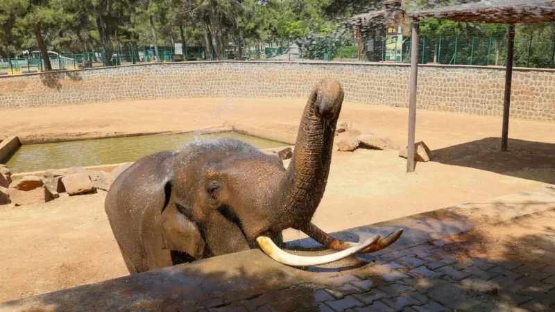 Fatma Şahin’den Meclis’teki “Fil Gabi Öldü” İddialarına Yanıt Gaziantep Büyükşehir Belediye Başkanı Fatma Şahin, CHP’li Ali Mahir Başarır’ın